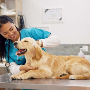 Book your vet!